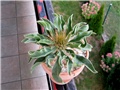 Pachypodium namaquanum