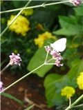 verbena 