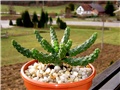 Euphorbia inermis