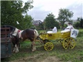 vrbovec
