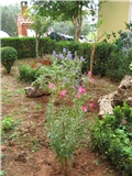 gaura