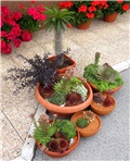 Pachypodium lamerei ,Sempervivum, Sedum, Saxifraga