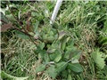 lonicera