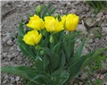 Tulipani