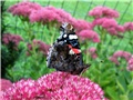 Sedum Herbstfreude