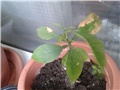 limunn