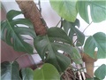 monstera