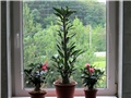 Adenium 