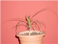 dracena mala