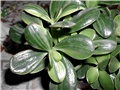 crassula ovata variegated - drvo novca
