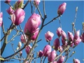 magnolija