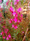 gaura