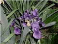 perunike2