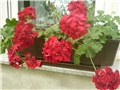 pelargonije