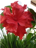 Hibiscus