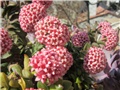 crassula2