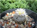 mammillaria sanchez mejoradae 