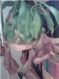 Nepenthes