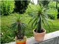 Pachypodium lamerei