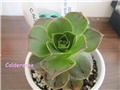 aeonium10