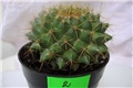 Mamillaria
