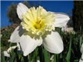 Narcissus - 