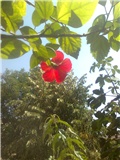 hibiskus