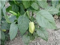 paprika babura