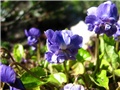 Viola suavis