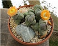 Pleiospilos nelii