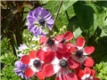 anemone
