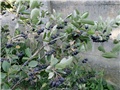 aronija