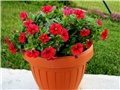 Calibrachoa Calipetite