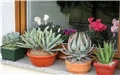 agave - ciklame