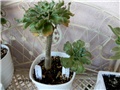 aeonium smithii