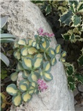 sedum sieboldi