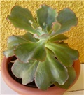 sukulenti