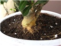adenium