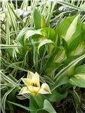 tulipani