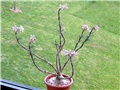 Pachypodium succulentum