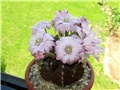 Gymnocalycium damsii 