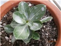 adenium mini size