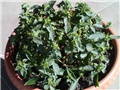 Solanum rantonetii 