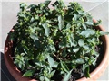 Solanum rantonetii 