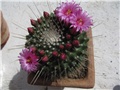 Mammillaria spinosissima „Un Pico“ 1