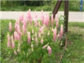 lupinus