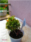 aeonium 7