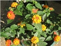 Lantana