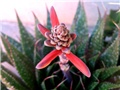 Aloa vera