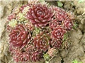 Sempervivum2